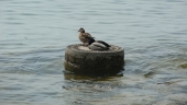 Ente6
