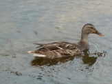 Platzhalter-Bild