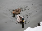 ente4