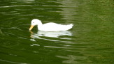 ente5